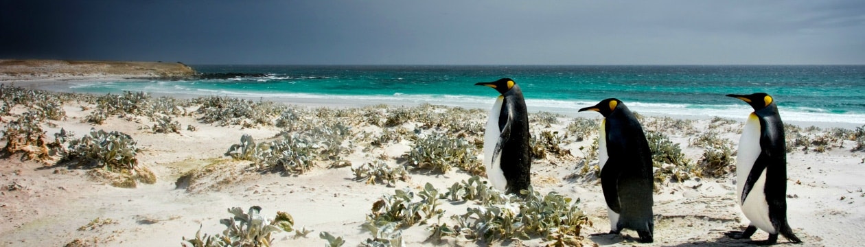 header-falkland-islands-blog.jpg