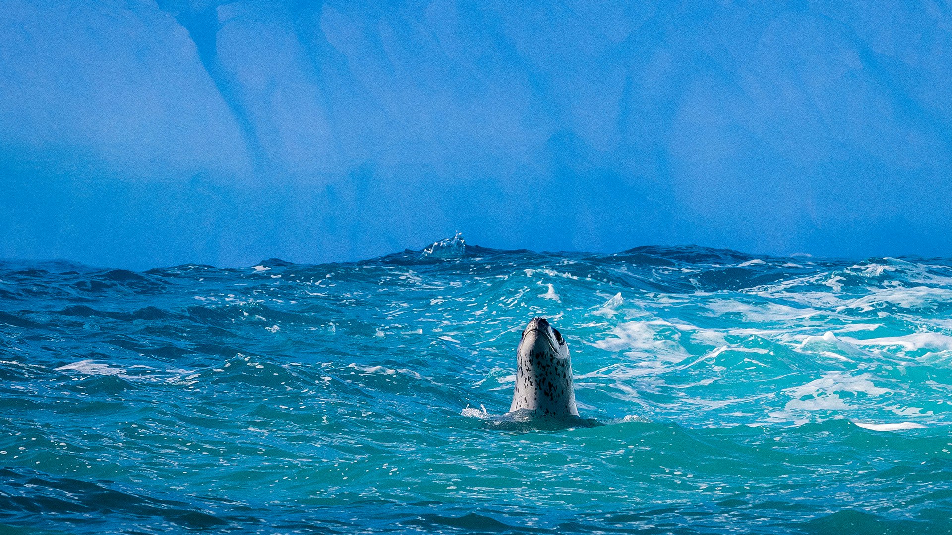Leopard seal, Brown Bluff, Antarctica, Richard I'Anson
