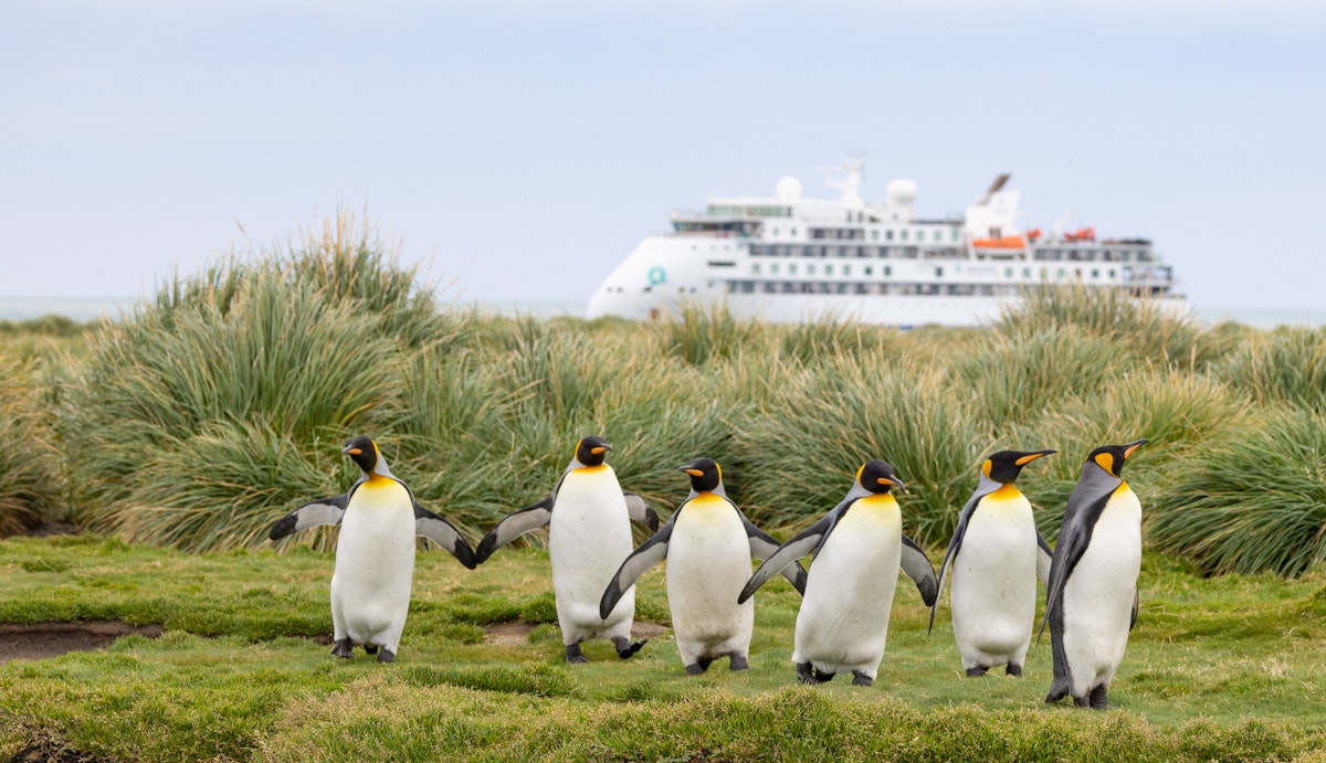 King penguins, Salisbury Plain, South Georgia, Jocelyn Pride