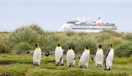 King penguins, Salisbury Plain, South Georgia, Jocelyn Pride