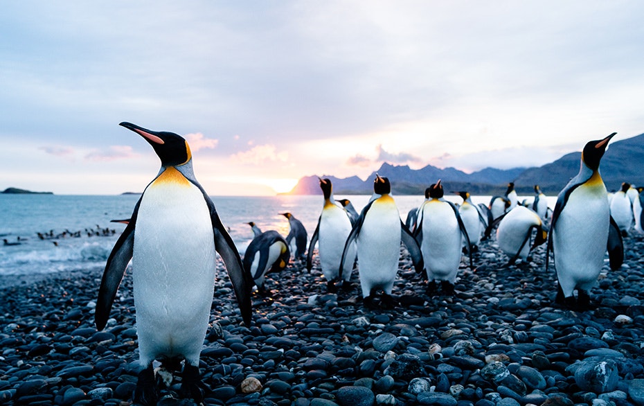 King Penguins, South Georgia, Tyson Mayr