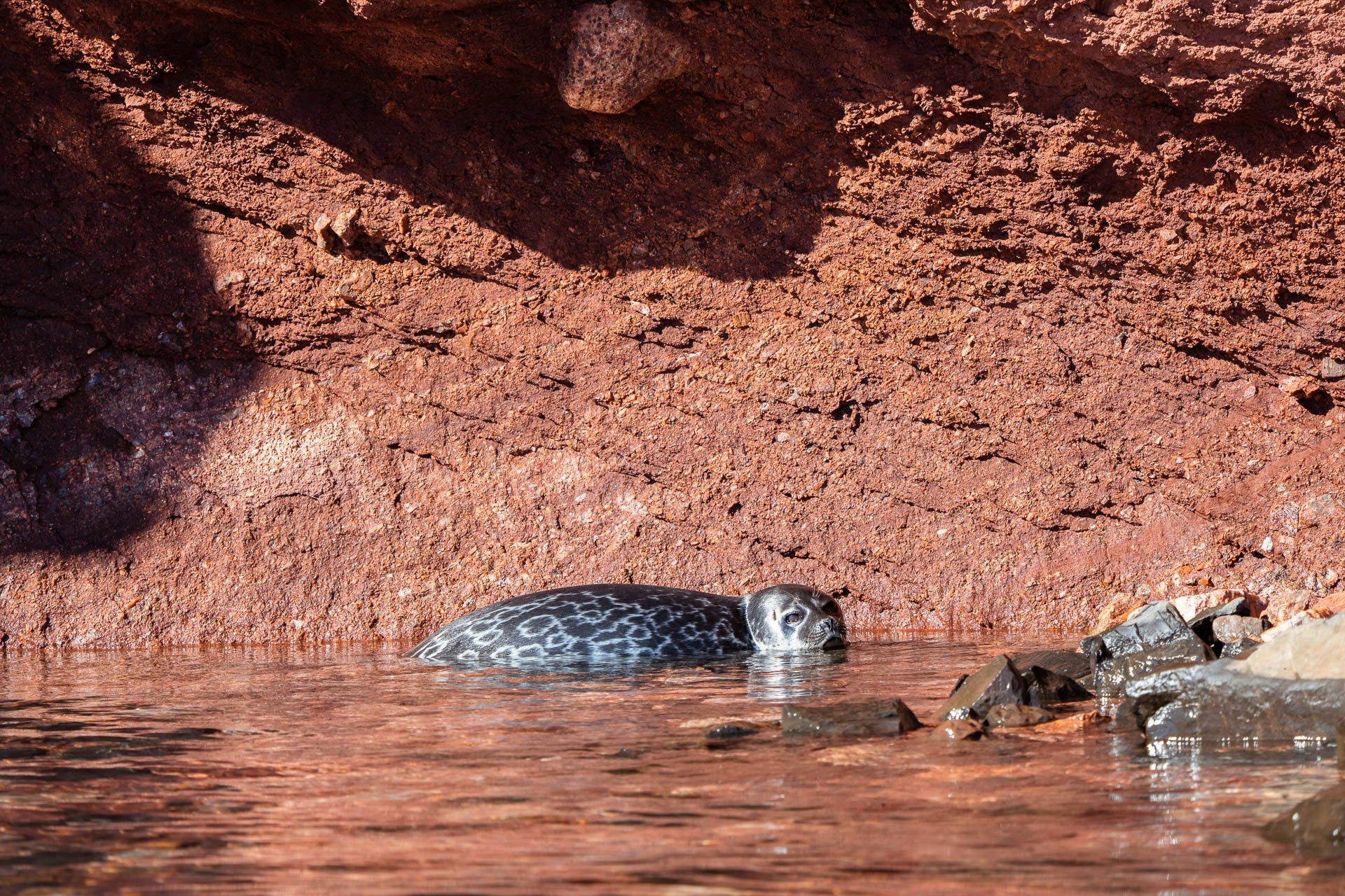 Ringed Seal, Greenland, Tyson Mayr
