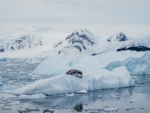 Leopard Seal Resting on an iceflow