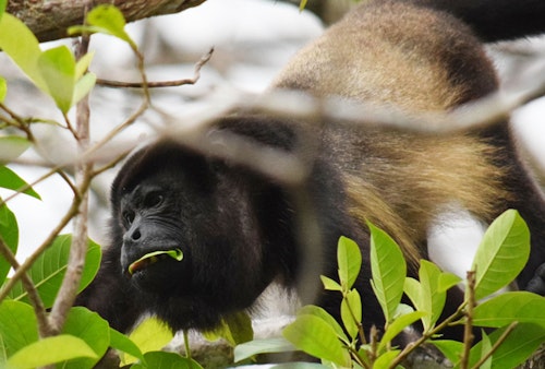 Mantled Howler Monkey, Costa Rica, Conrad Weston