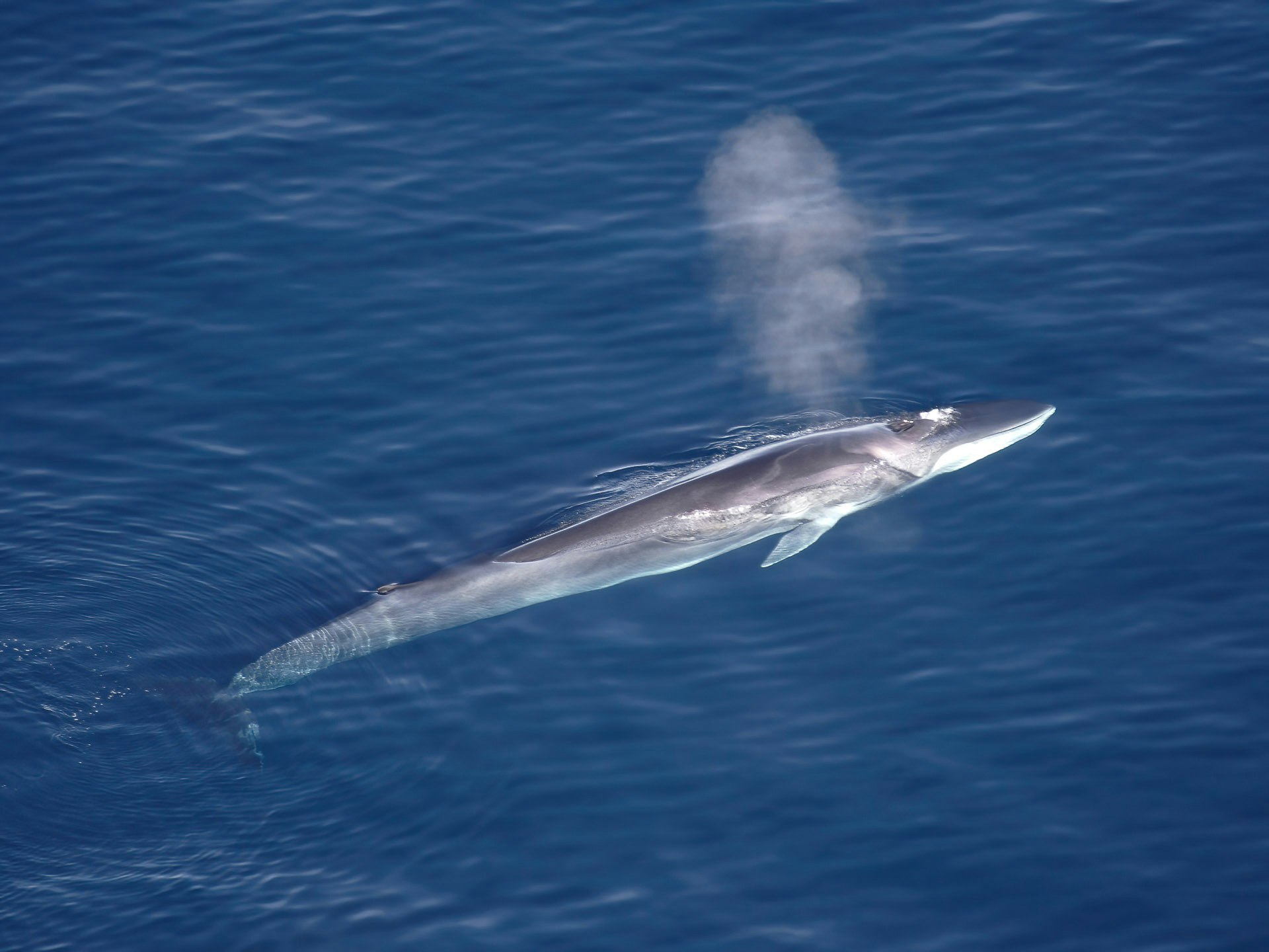 Fin Whale, Greenland, Aqqa Rosing-Asvid - Visit Greenland