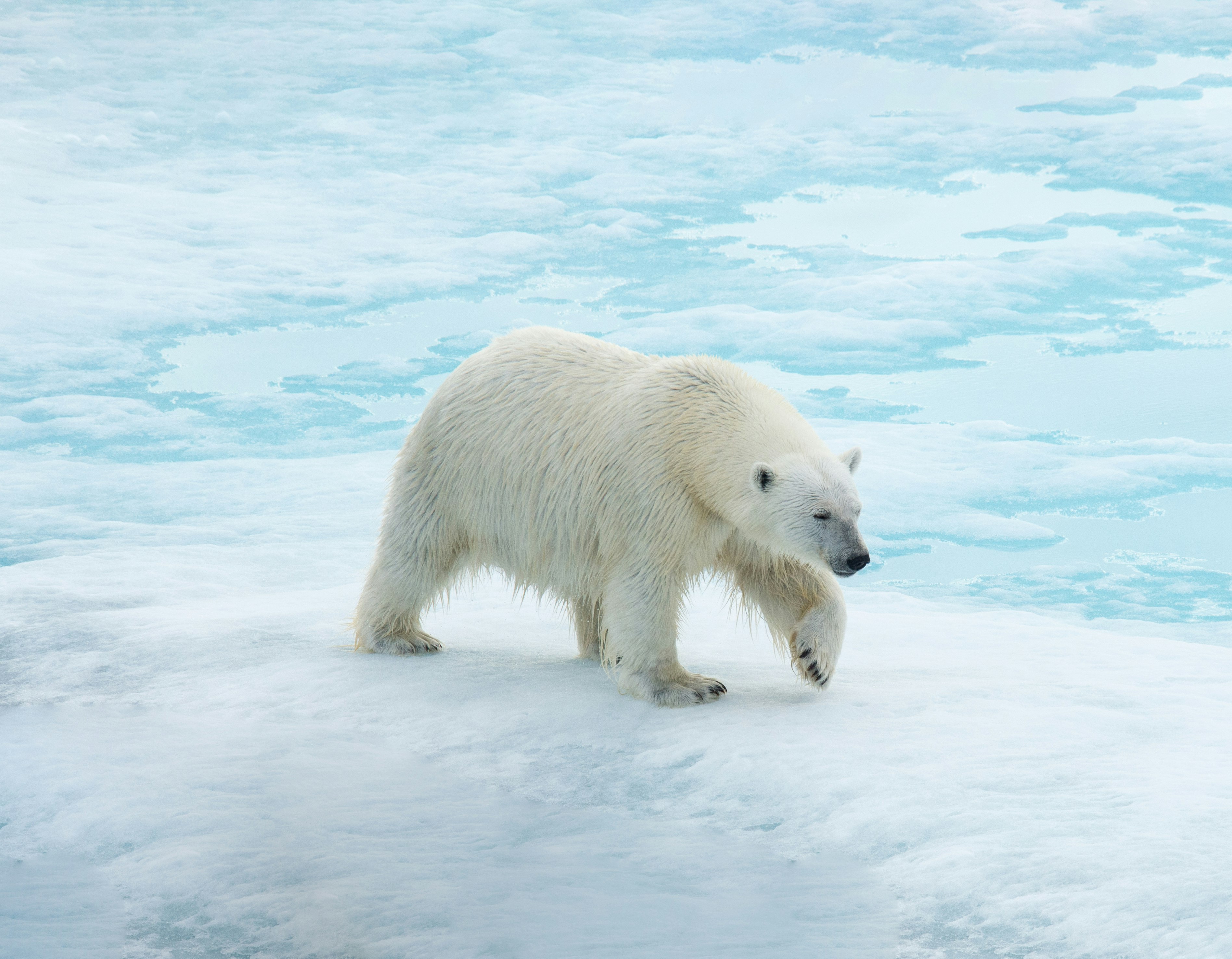 Spitsbergen: Realm Of The Ice Bear | Norway Cruise - Aurora