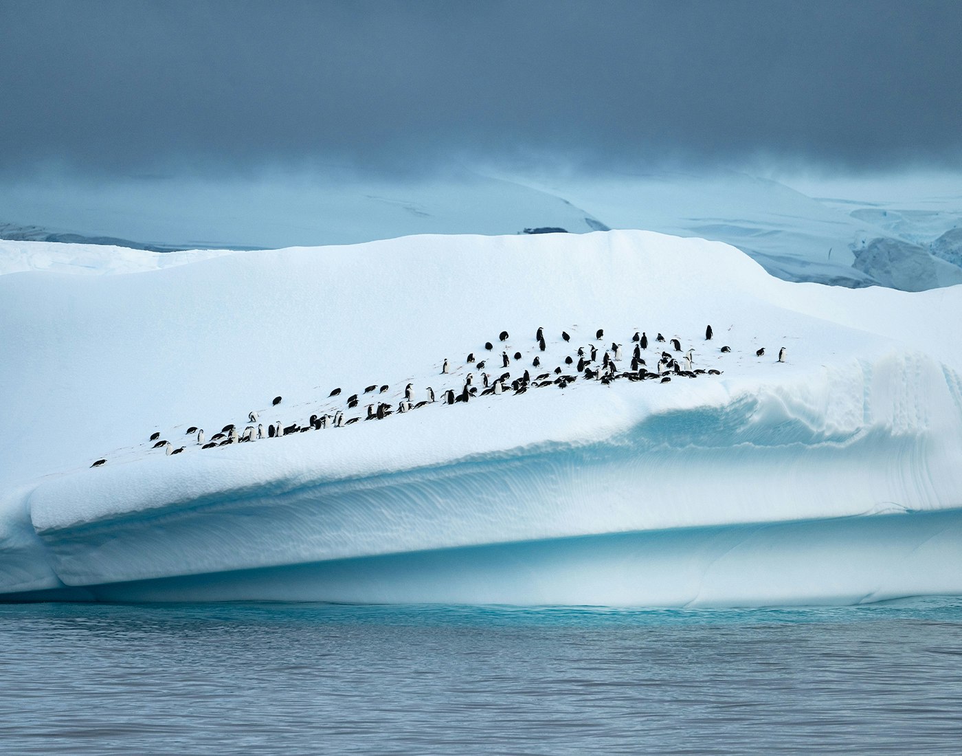 penguins-iceberg-antarctica-aurora-expeditions