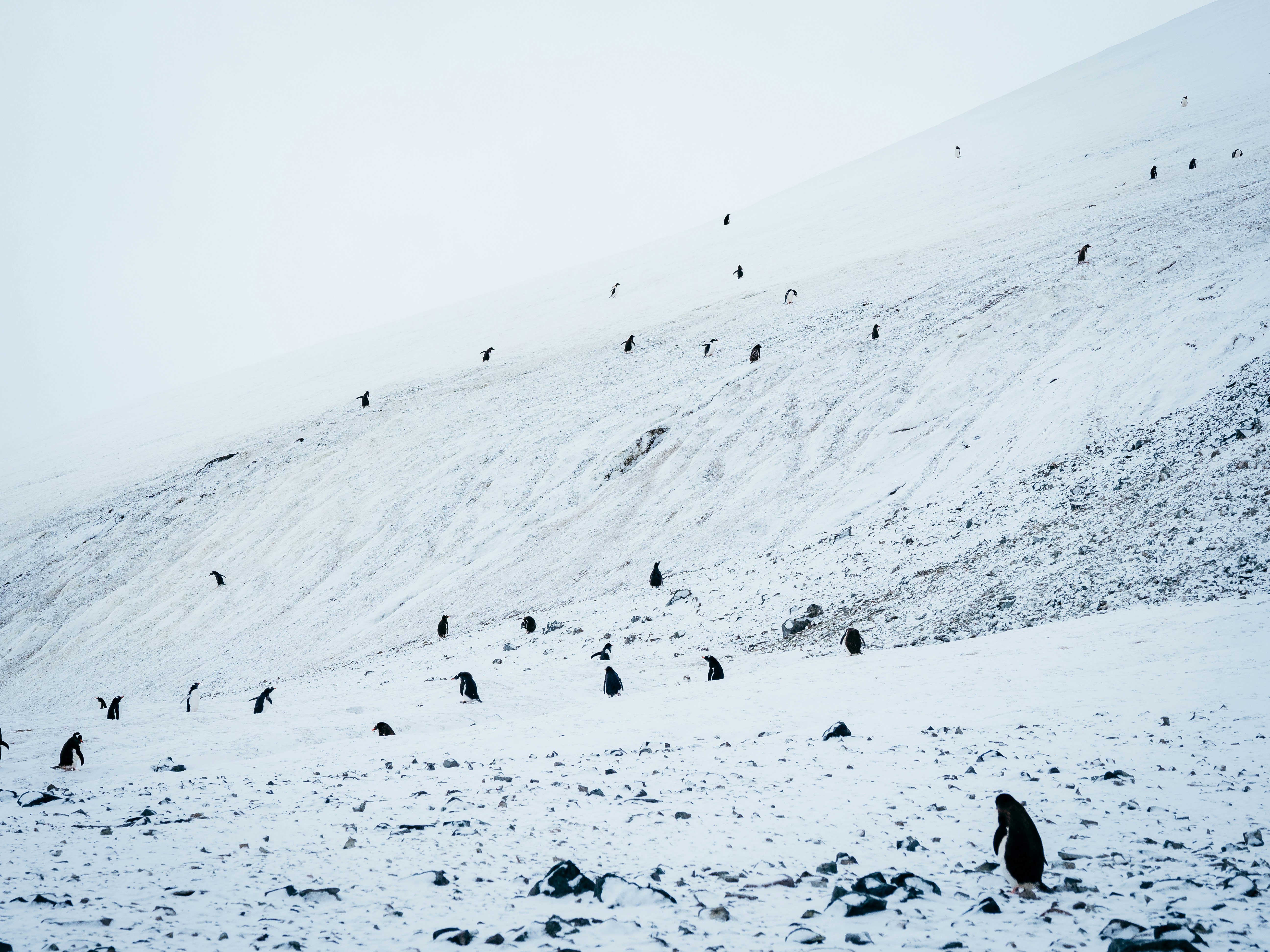 Penguins-on-Danco-Island-Antarctica-Matt-Horspool.jpg