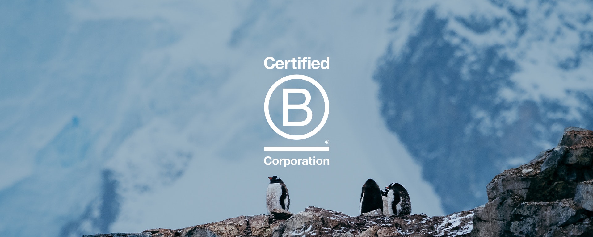 b-corp-penguin-header.jpeg