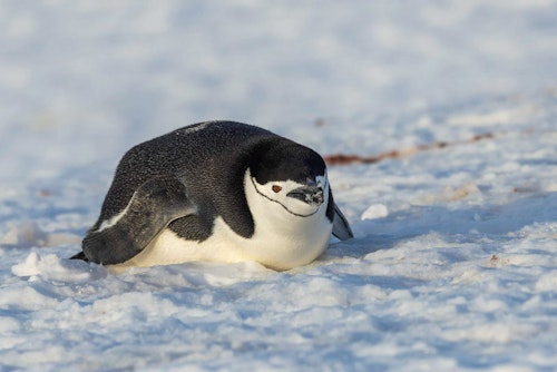 Chinstrap Penguin, Half-Moon Island, Antarctica, Adrian Wlodarczyk