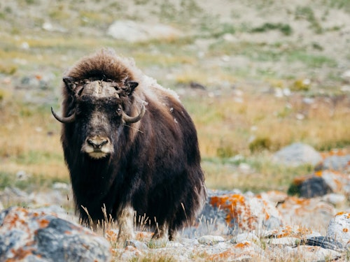 Musk Oxen, Greenland