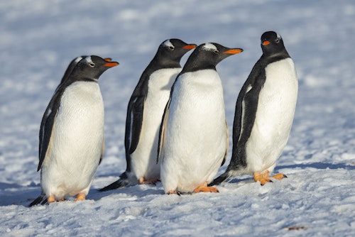 a group of 4 Gentoo Penguins on Half Moon Island