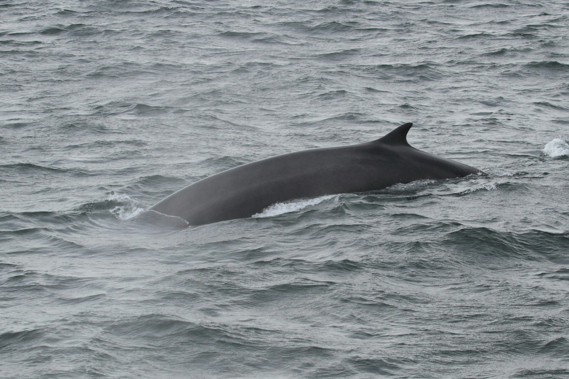 Fin Whale, Balaenoptera physalus, Saint-Laurent, Cephas