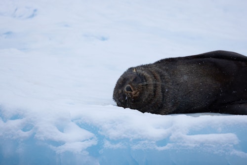 Fur Seal, Antarctica, Natalie Long
