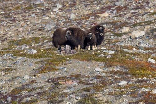 Forsbald Fjord, Greenland, Adrian Wlodarczyk