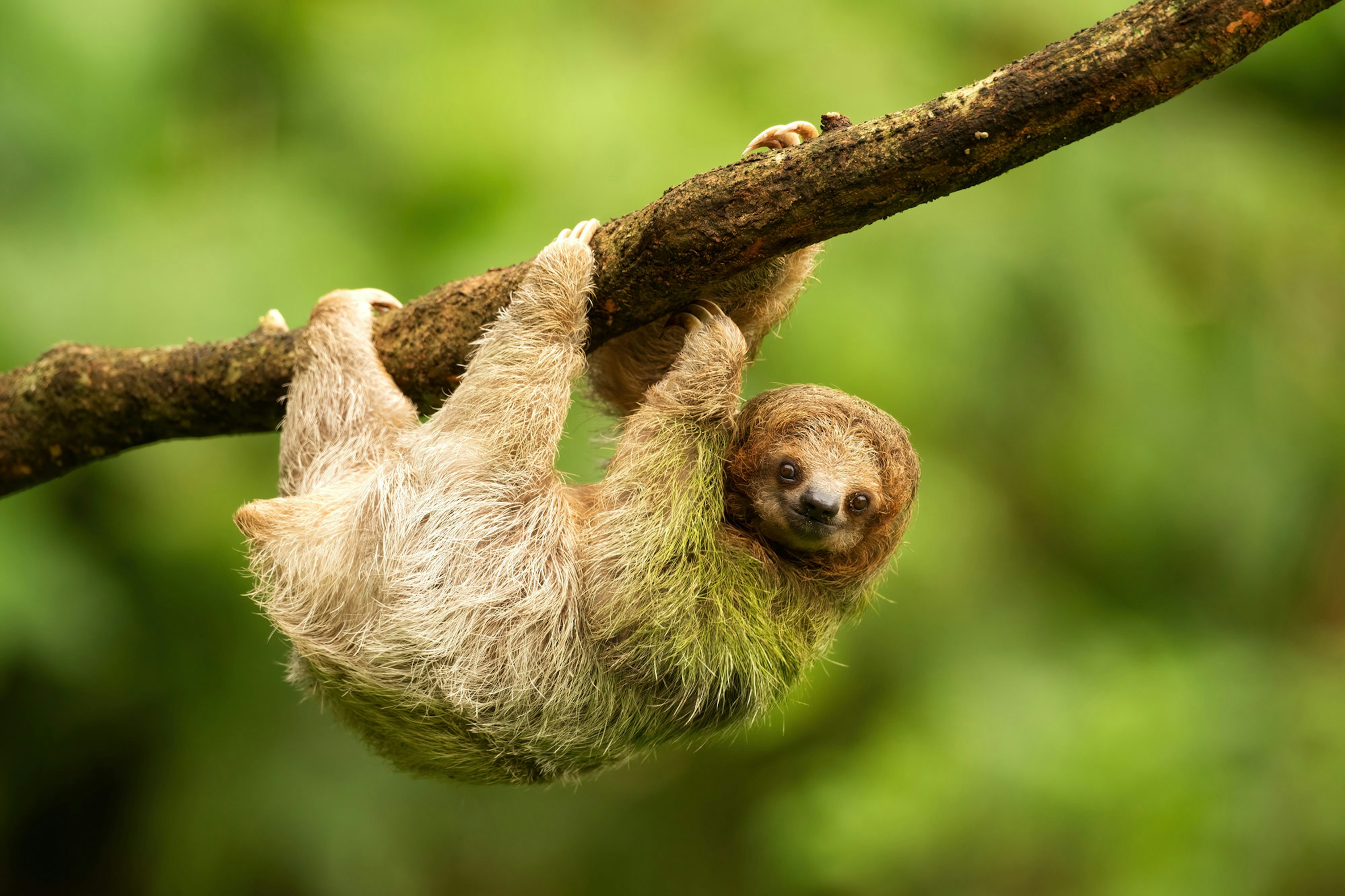 Sloth Fitness Club 3, 2, 1 No T-Shirt | Sloth Spirit Animal