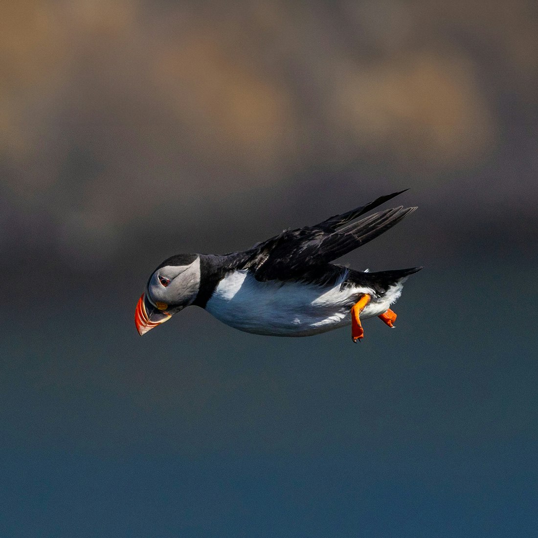 scotland-puffin