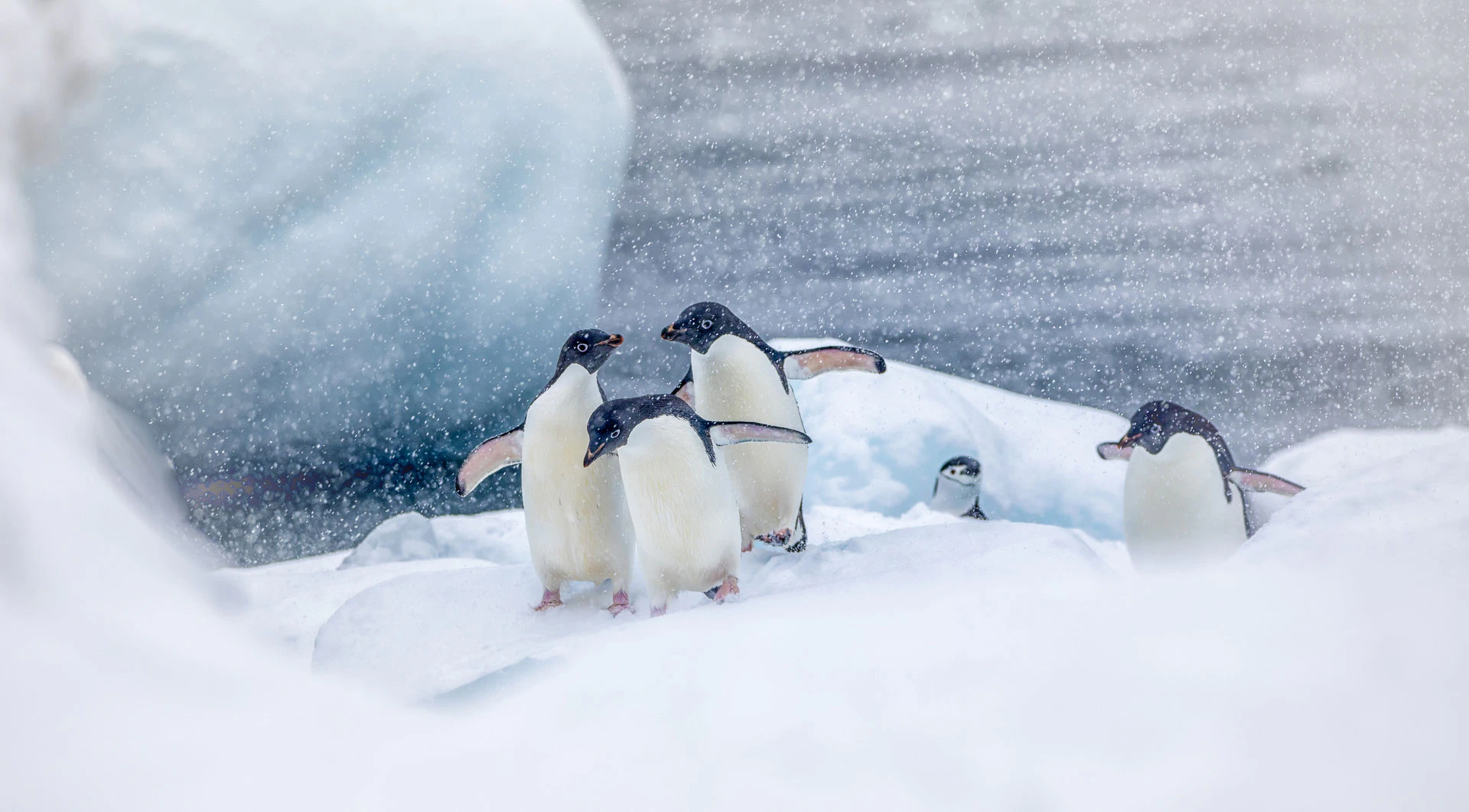 Adelie-Penguins-Chinstrap-Snow-Antarctica