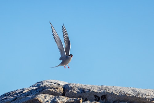 Hamiltonbukta, Svalbard, Adrian Wlodarczyk