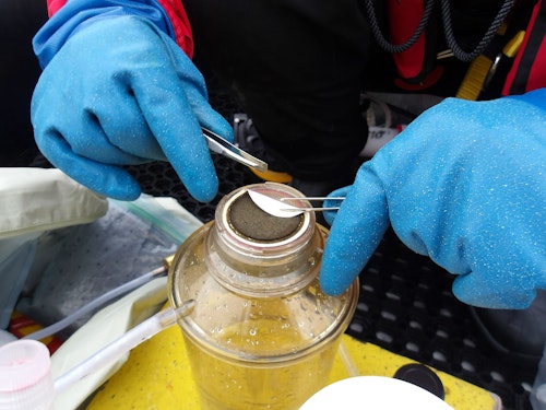 Fjord Phyto, Citizen Science, Antarctica, Grant Thomas