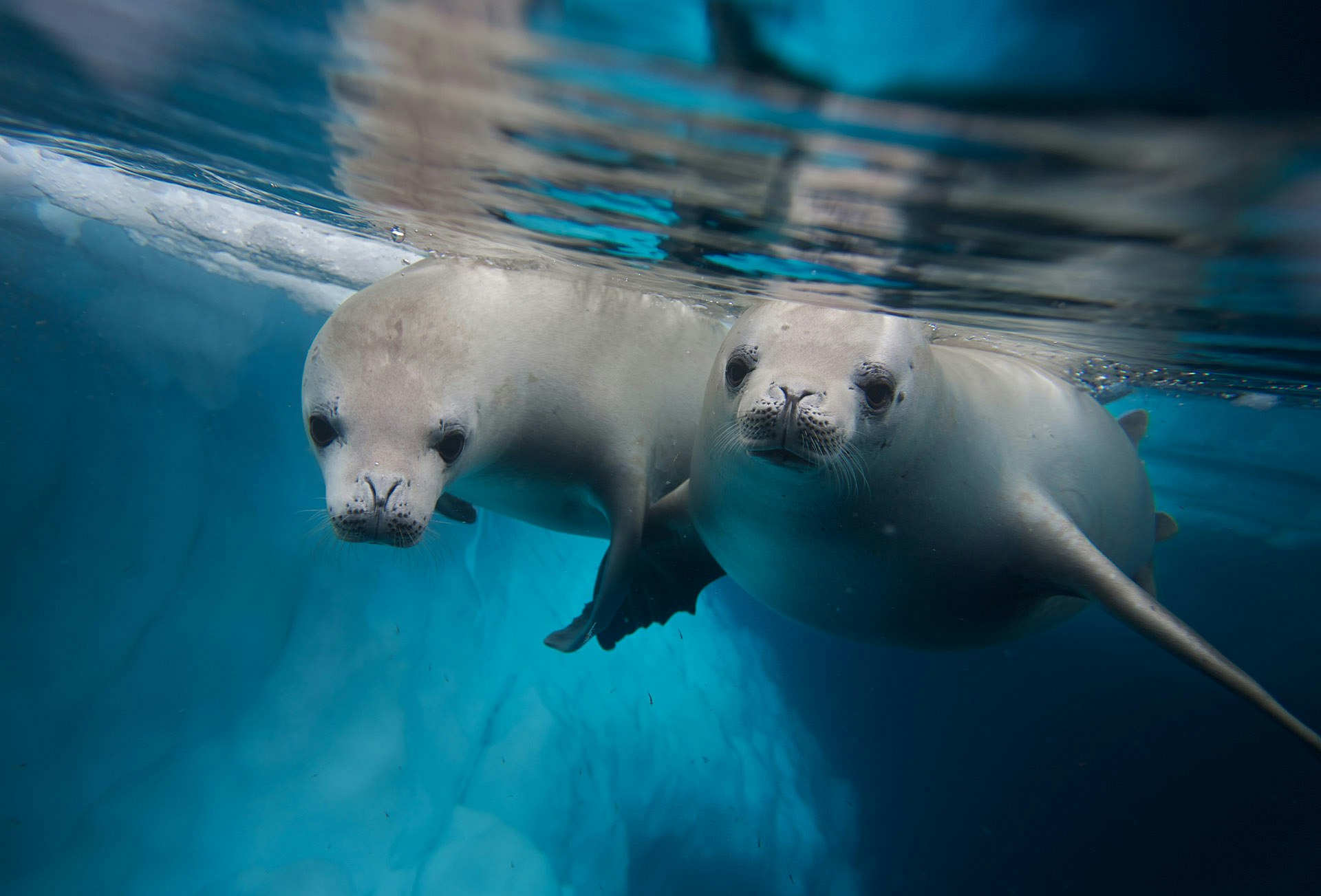Two Diving Crabeater Seals, Shutterstock