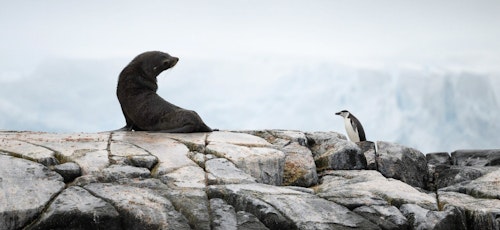 Fur Seal and Penguin, Antarctica