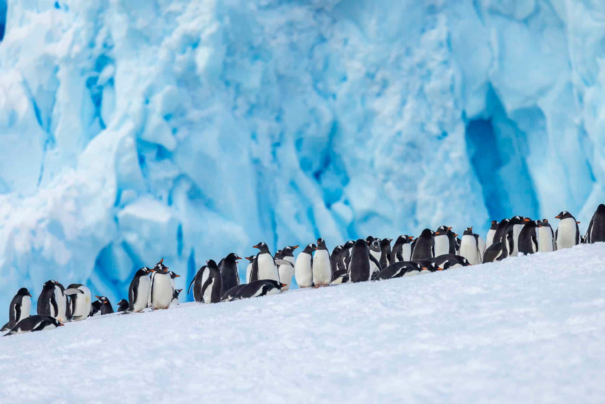 Gentoo Penguins, Neko Harbour, Antarctica, Adrian Wlodarczyk