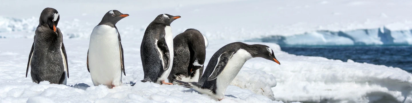 blog-header-no-penguins-in-arctic.jpg