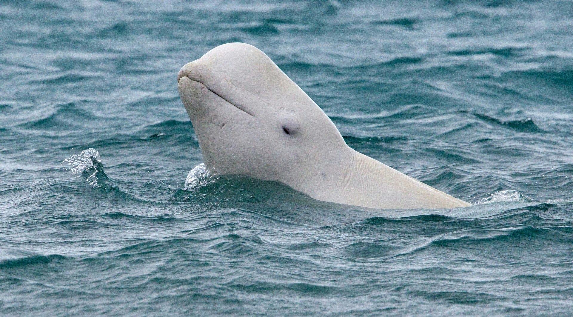 Beluga Whale | Arctic Wildlife - Aurora Expeditions