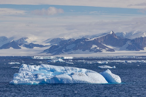 Adelie Penguins on Iceberg, Antarctica, Scott Portelli