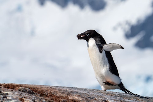 Adelie Penguin, Antarctica, Jamie Lafferty