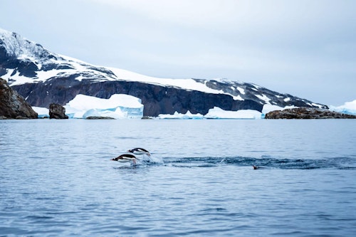 Gentoo Penguins Swimming, Cierva Cove, Antarctica, Tyson Mayr