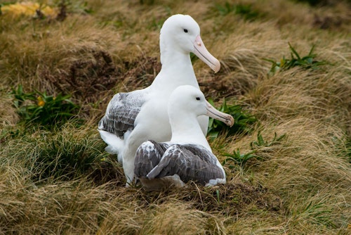 Southern royal albatross, Campbell Island, Shutterstock