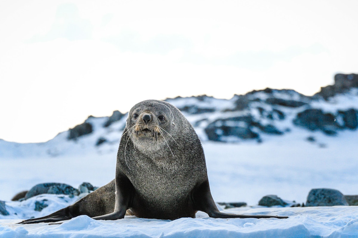 A curious fur seal, Antarctica, Kathryn Britnell