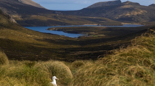 A Southern Royal Albatross at Campbell Island, Subantarctic Islands, Shutterstock