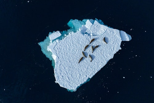 Seals on Ice, Antarctica, Scott Portelli