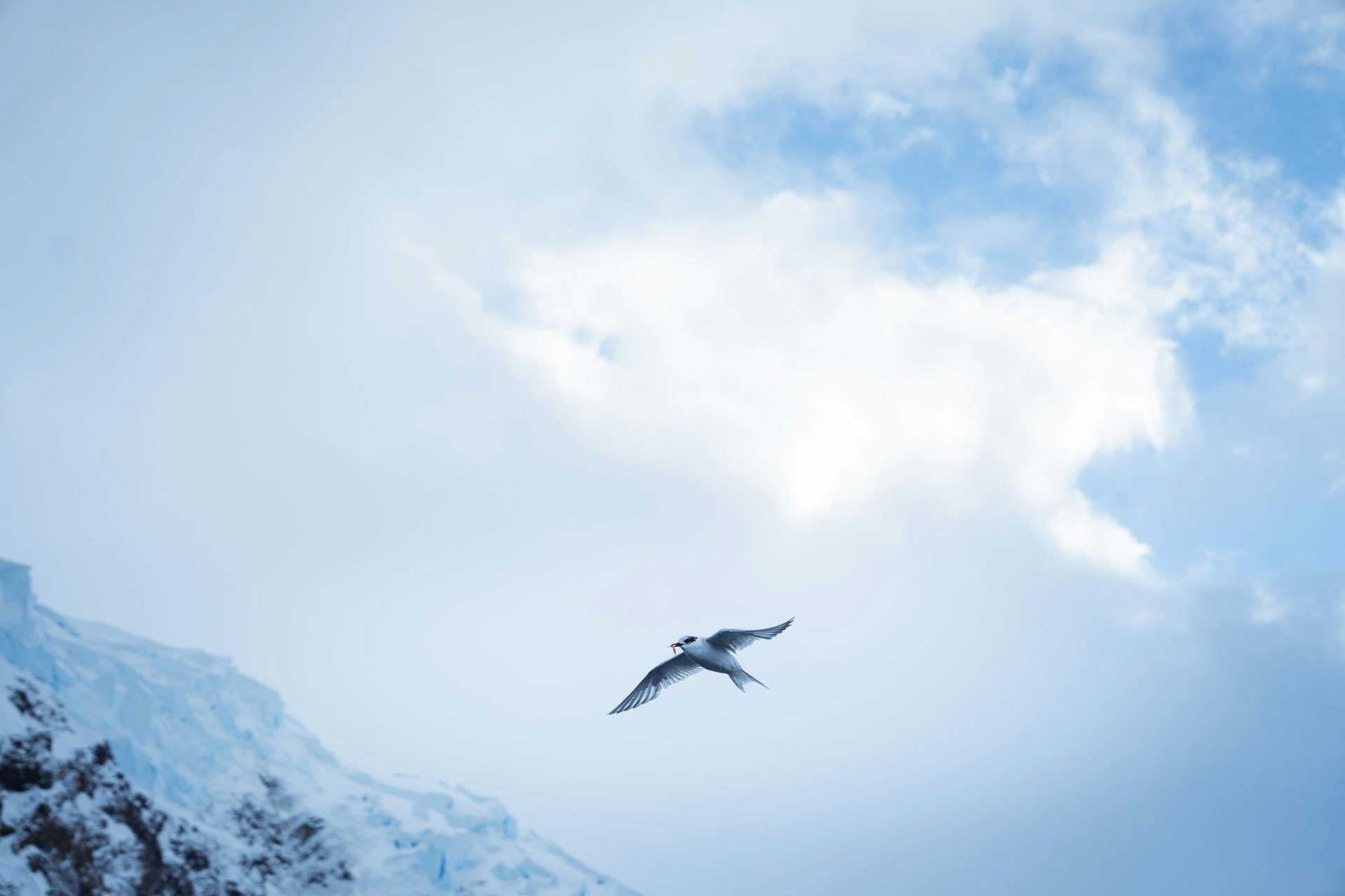 Antarctic Tern, Neko Harbour, Antarctica, Tyson Mayr