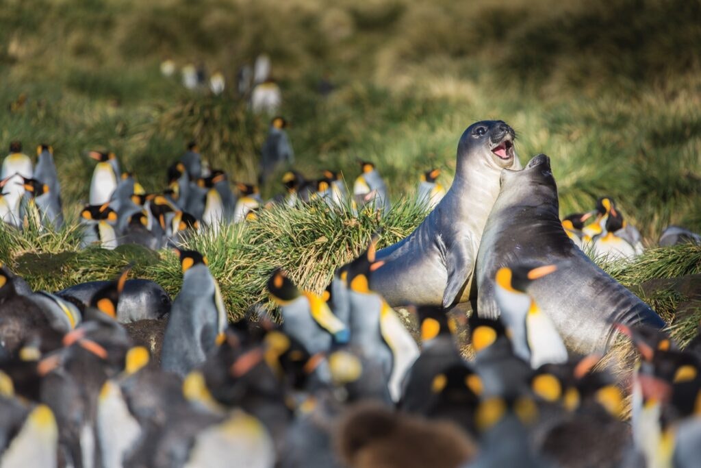 Elephant-Seals-King-Penguins-South-Georgia-Michael-Baynes-1024x683.jpg